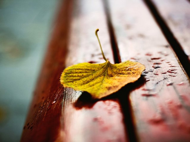 Обои осень, лист, скамейка, капли дождя, autumn, sheet, bench, raindrops разрешение 1920x1200 Загрузить