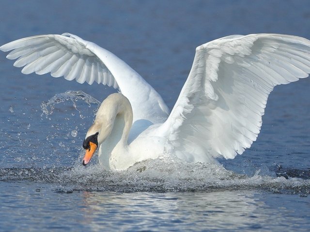 Обои вода, крылья, брызги, птица, взмах, лебедь, water, wings, squirt, bird, stroke, swan разрешение 1920x1200 Загрузить