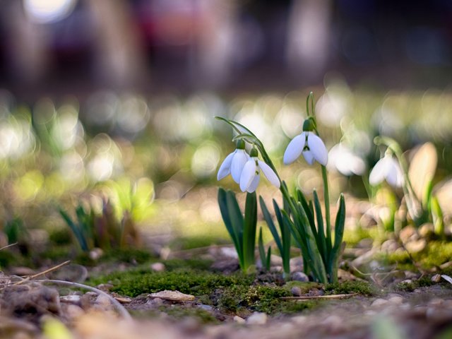 Обои цветы, весна, подснежники, боке, flowers, spring, snowdrops, bokeh разрешение 3840x2400 Загрузить