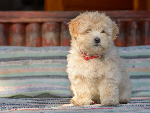 Обои собака, щенок, овчарка, болонка, jordache, румынская овчарка, dog, puppy, shepherd, lapdog, romanian shepherd разрешение 1920x1200 Загрузить