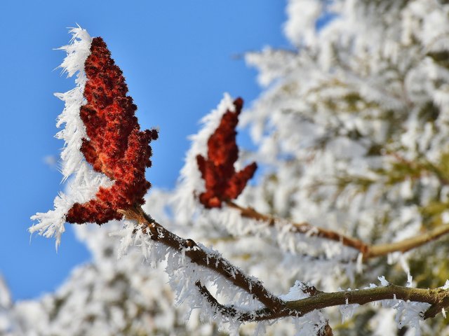 Обои природа, цветение, ветки, иней, кристаллы, nature, flowering, branches, frost, crystals разрешение 3840x2400 Загрузить