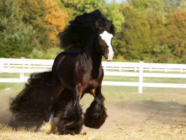 Обои лошадь, конь, грива, копыта, цыганская лошадь, horse, mane, hooves разрешение 2009x1421 Загрузить