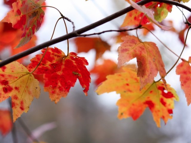 Обои ветка, природа, листья, осень, клен, кленовый лист, branch, nature, leaves, autumn, maple, maple leaf разрешение 1920x1200 Загрузить