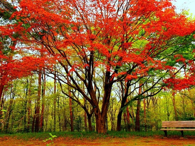 Обои деревья, дерево, парк, осень, скамейка, клен, trees, tree, park, autumn, bench, maple разрешение 1920x1440 Загрузить