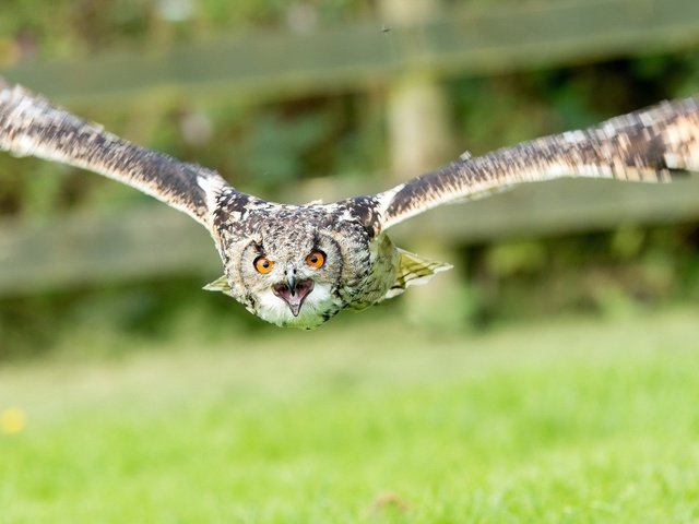 Обои сова, полет, крылья, птица, клюв, перья, owl, flight, wings, bird, beak, feathers разрешение 1920x1080 Загрузить