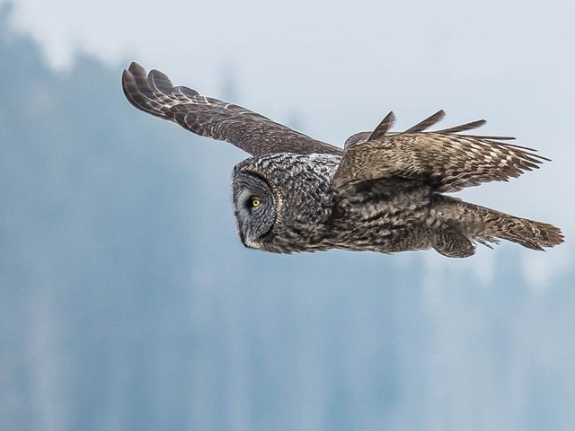 Обои глаза, сова, полет, крылья, птица, клюв, перья, неясыть, eyes, owl, flight, wings, bird, beak, feathers разрешение 1920x1200 Загрузить