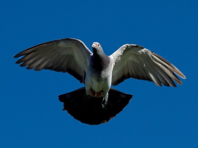 Обои полет, крылья, птица, клюв, перья, голубь, flight, wings, bird, beak, feathers, dove разрешение 1920x1200 Загрузить