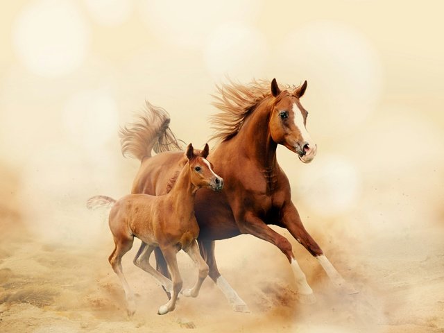 Обои лошадь, лошади, кони, пыль, грива, бег, копыта, жеребенок, horse, horses, dust, mane, running, hooves, foal разрешение 2560x2560 Загрузить