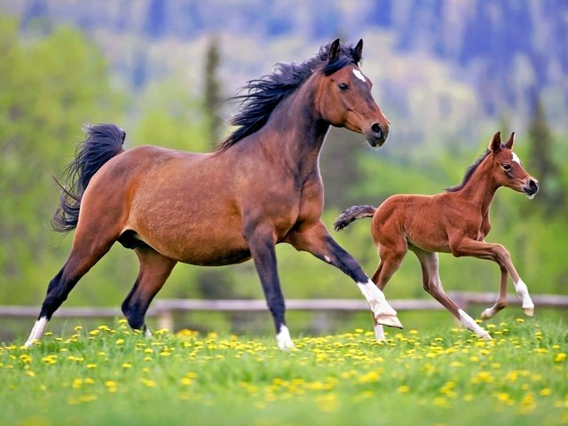 Обои цветы, боке, лошадь, жеребенок, трава, луг, лошади, кони, грива, бег, копыта, hooves, flowers, bokeh, horse, foal, grass, meadow, horses, mane, running разрешение 2880x1920 Загрузить