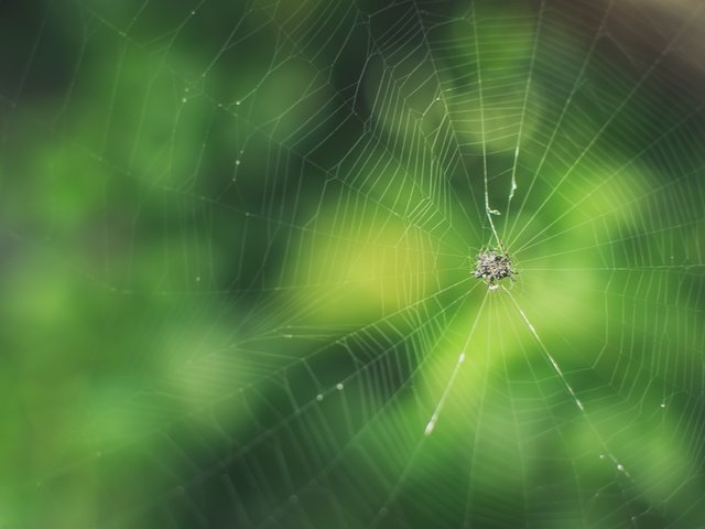 Обои макро, фон, размытость, паук, паутина, macro, background, blur, spider, web разрешение 2048x1365 Загрузить