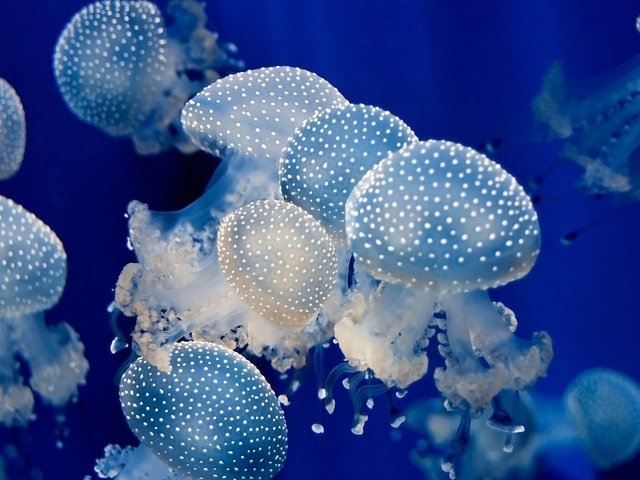 Обои море, океан, медуза, медузы, подводный мир, sea, the ocean, medusa, jellyfish, underwater world разрешение 1920x1080 Загрузить