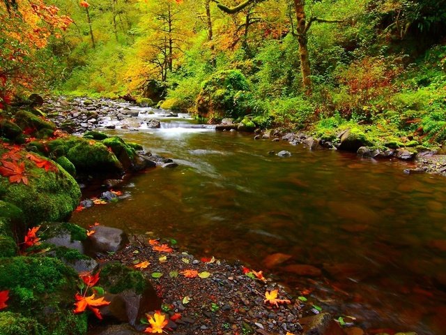 Обои деревья, река, природа, камни, лес, листья, осень, мох, trees, river, nature, stones, forest, leaves, autumn, moss разрешение 1920x1200 Загрузить