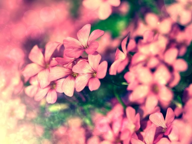 Обои цветы, лепестки, розовые, крупный план, боке, герань, flowers, petals, pink, close-up, bokeh, geranium разрешение 2560x1600 Загрузить