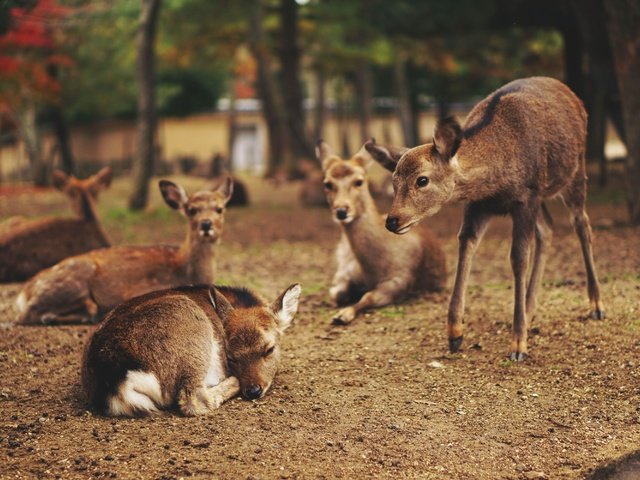 Обои природа, животные, олени, оленята, nature, animals, deer, fawns разрешение 3000x2000 Загрузить