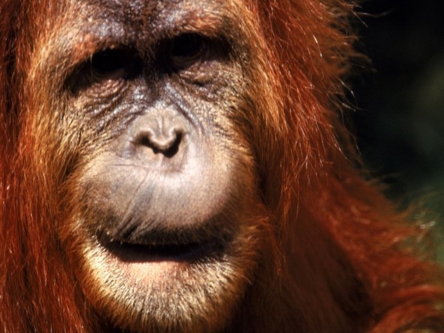 Обои мордочка, взгляд, обезьяна, примат, орангутанг, макака, орангутан, muzzle, look, monkey, the primacy of, orangutan разрешение 2560x1600 Загрузить