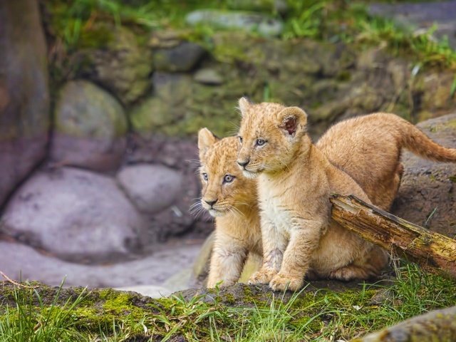 Обои трава, природа, камни, львы, малыши, львята, grass, nature, stones, lions, kids, the cubs разрешение 2048x1280 Загрузить