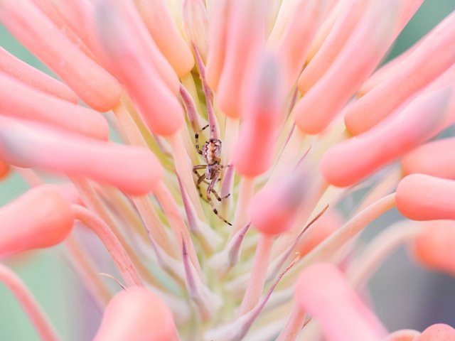 Обои природа, насекомое, цветок, паук, членистоногие, алоэ, nature, insect, flower, spider, arthropods, aloe разрешение 2048x1367 Загрузить