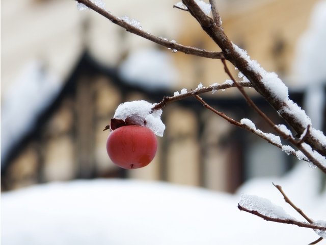 Обои снег, природа, дерево, ветки, фрукты, размытость, яблоко, плоды, snow, nature, tree, branches, fruit, blur, apple разрешение 4096x3072 Загрузить