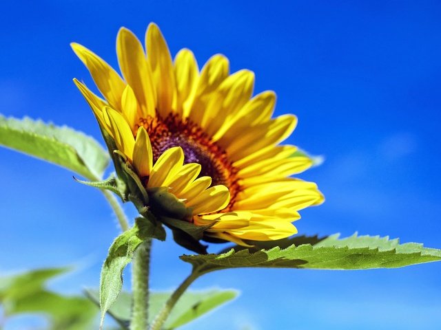 Обои небо, листья, лепестки, подсолнух, желтый цветок, the sky, leaves, petals, sunflower, yellow flower разрешение 4896x3208 Загрузить