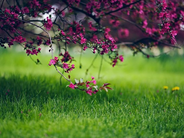 Обои трава, природа, цветение, ветки, весна, grass, nature, flowering, branches, spring разрешение 1920x1200 Загрузить