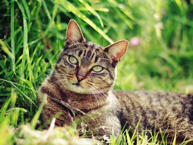 Обои трава, природа, кот, мордочка, усы, кошка, взгляд, ушки, grass, nature, cat, muzzle, mustache, look, ears разрешение 2048x1356 Загрузить