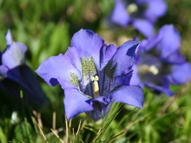 Обои цветы, трава, природа, лепестки, синие, горечавка, flowers, grass, nature, petals, blue разрешение 2560x1600 Загрузить