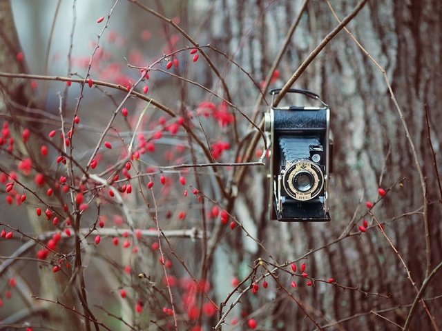 Обои природа, фон, ветки, фотоаппарат, ягоды, куст, камера, nature, background, branches, the camera, berries, bush, camera разрешение 2048x1365 Загрузить