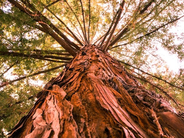 Обои дерево, ветки, ствол, кора, вид снизу, tree, branches, trunk, bark, bottom view разрешение 2048x1365 Загрузить