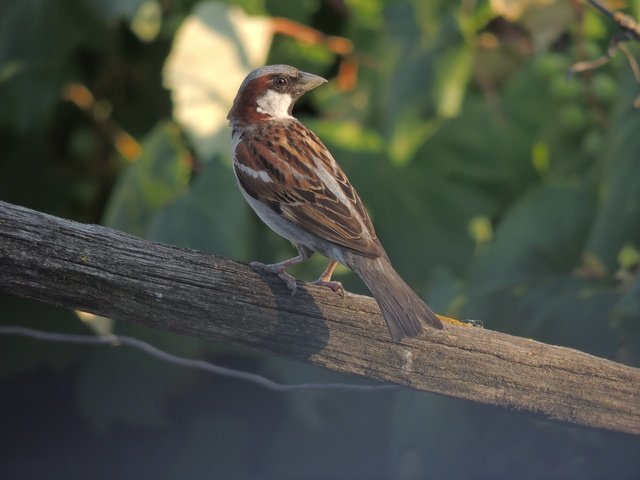 Обои птица, клюв, воробей, перья, животное, bird, beak, sparrow, feathers, animal разрешение 4608x3456 Загрузить