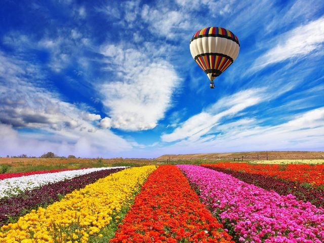 Обои небо, цветы, облака, природа, поле, воздушный шар, the sky, flowers, clouds, nature, field, balloon разрешение 5616x4600 Загрузить