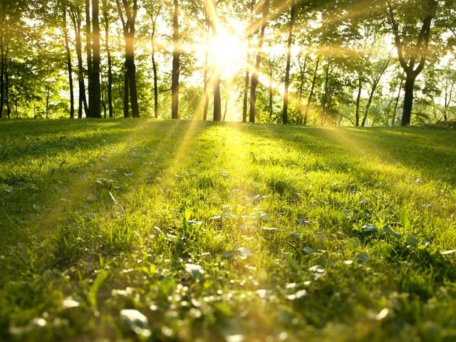 Обои трава, деревья, природа, пейзаж, солнечные лучи, солнечный свет, grass, trees, nature, landscape, the sun's rays, sunlight разрешение 4500x3000 Загрузить