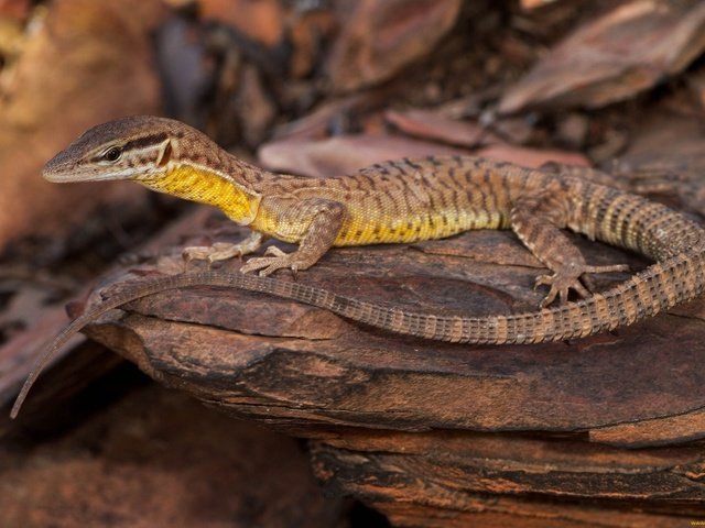 Обои природа, ящерица, камень, рептилия, nature, lizard, stone, reptile разрешение 2048x1365 Загрузить