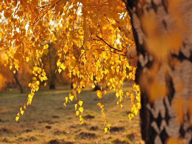 Обои дерево, листья, ветки, осень, береза, солнечный свет, tree, leaves, branches, autumn, birch, sunlight разрешение 4288x2848 Загрузить