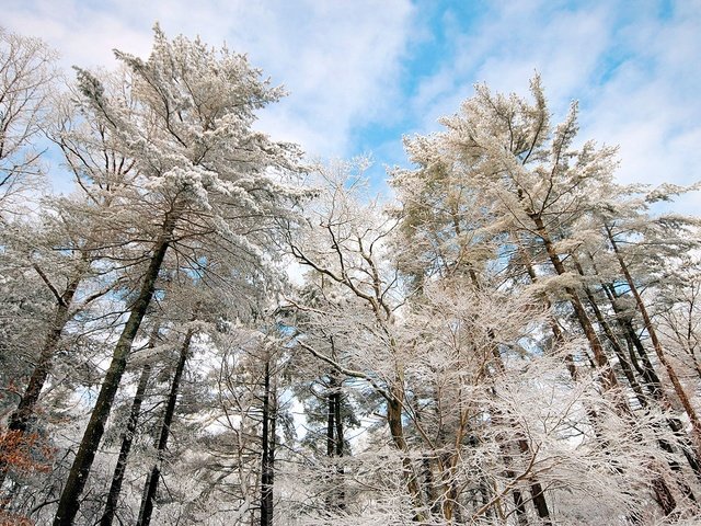 Обои небо, облака, деревья, снег, природа, зима, ветки, иней, the sky, clouds, trees, snow, nature, winter, branches, frost разрешение 1920x1200 Загрузить