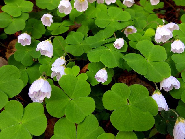 Обои цветы, листья, лепестки, кислица, заячья капуста, flowers, leaves, petals, oxalis, hare cabbage разрешение 2560x1600 Загрузить