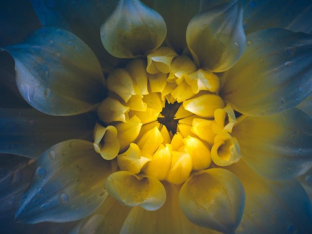 Обои макро, цветок, капли, лепестки, георгин, macro, flower, drops, petals, dahlia разрешение 2048x1152 Загрузить