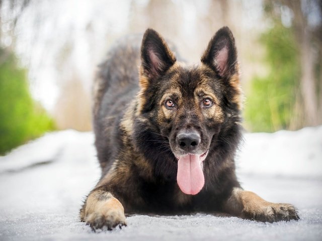 Обои морда, собака, язык, немецкая овчарка, овчарка, face, dog, language, german shepherd, shepherd разрешение 2880x1800 Загрузить