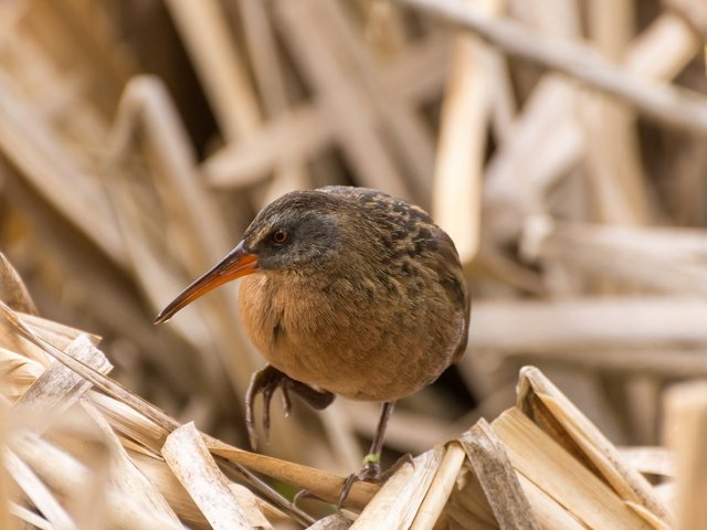 Обои птица, клюв, водяной пастушок, пастушок, сухая трава, bird, beak, water boy, shepherd, dry grass разрешение 2048x1296 Загрузить