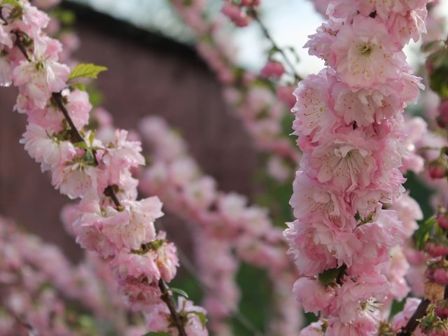 Обои природа, цветение, ветки, размытость, весна, сакура, nature, flowering, branches, blur, spring, sakura разрешение 4272x2848 Загрузить