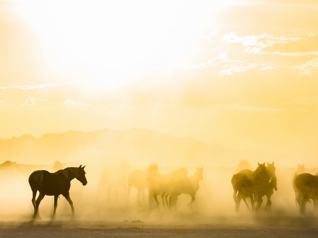 Обои утро, туман, лошади, кони, табун, солнечный свет, morning, fog, horse, horses, the herd, sunlight разрешение 2843x1440 Загрузить