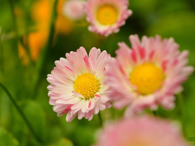 Обои цветы, лепестки, размытость, весна, маргаритки, flowers, petals, blur, spring, daisy разрешение 3000x1908 Загрузить