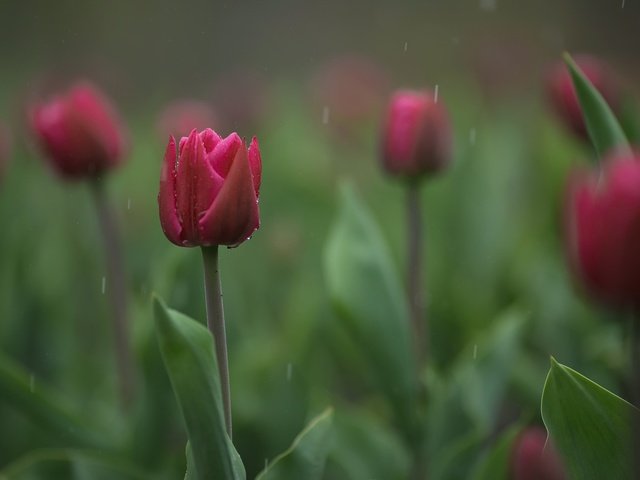 Обои цветы, бутоны, размытость, весна, тюльпаны, flowers, buds, blur, spring, tulips разрешение 2048x1365 Загрузить