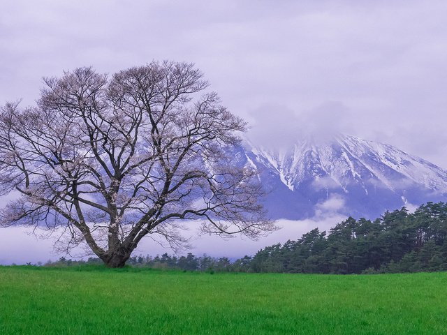 Обои природа, дерево, пейзаж, гора, луг, весна, снежные вершины, nature, tree, landscape, mountain, meadow, spring, snowy peaks разрешение 1920x1080 Загрузить