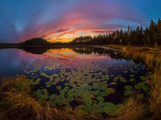 Обои небо, озеро, растения, листья, закат, отражение, the sky, lake, plants, leaves, sunset, reflection разрешение 2000x1204 Загрузить