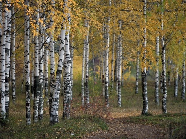 Обои деревья, природа, лес, осень, береза, роща, trees, nature, forest, autumn, birch, grove разрешение 1920x1192 Загрузить