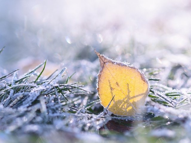 Обои трава, природа, макро, иней, лист, grass, nature, macro, frost, sheet разрешение 1920x1200 Загрузить