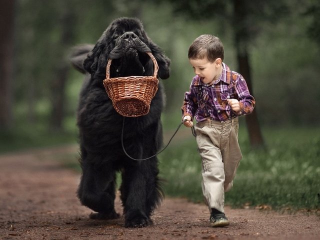 Обои собака, мальчик, животное, друзья, ньюфаундленд, dog, boy, animal, friends, newfoundland разрешение 1939x1080 Загрузить