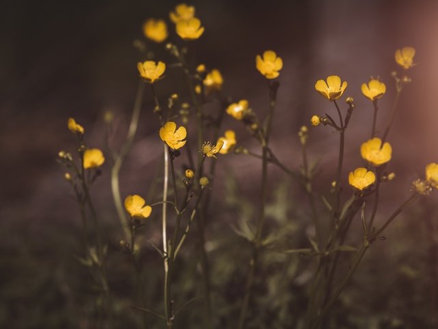 Обои цветы, растения, размытие, лютики, желтые цветы, flowers, plants, blur, buttercups, yellow flowers разрешение 3000x2003 Загрузить