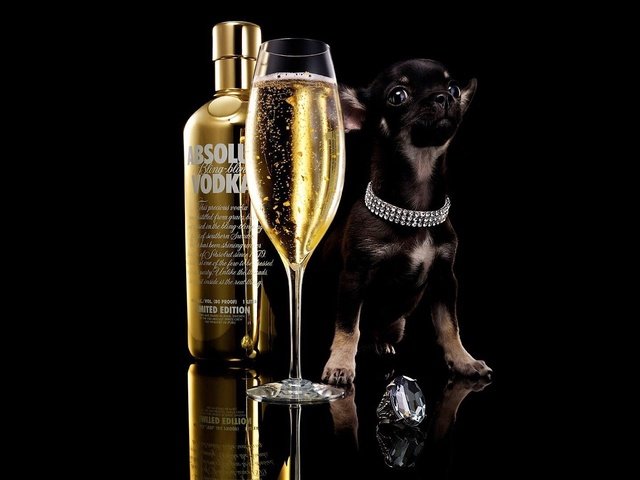 Обои чихуахуа, собака, absolut, щенок, бокал, черный фон, бутылка, шампанское, алкоголь, водка, chihuahua, dog, puppy, glass, black background, bottle, champagne, alcohol, vodka разрешение 1920x1080 Загрузить
