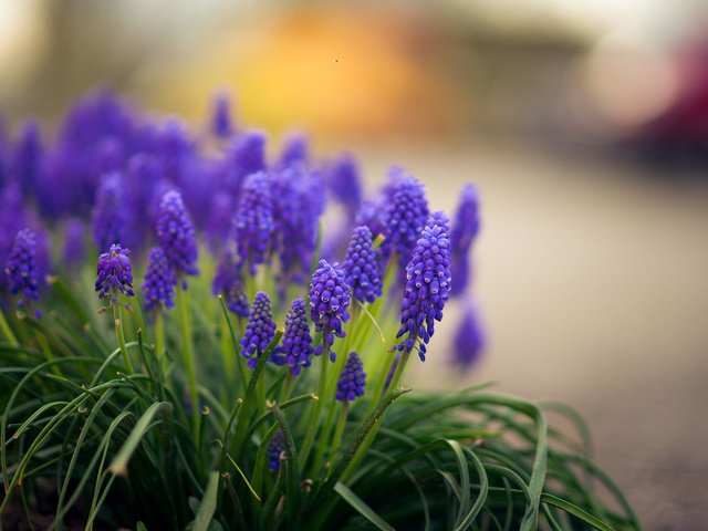 Обои цветы, трава, мускари, flowers, grass, muscari разрешение 1920x1200 Загрузить